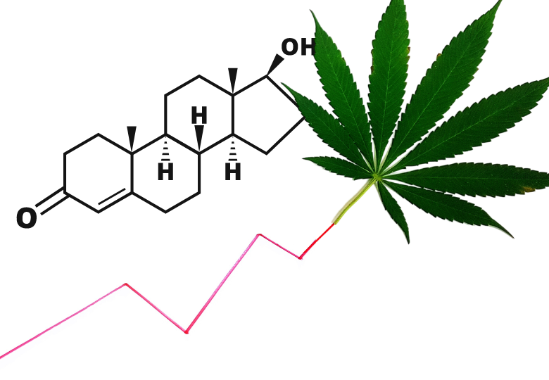 Jak může marihuana ovlivňovat hladinu testosteronu